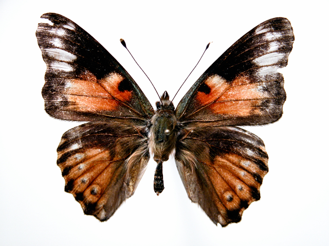 Vanessa cardui color aberration August (Internet Image property of respective owner, non-commercial use only)
